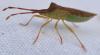 Gonocerus acuteangulatus